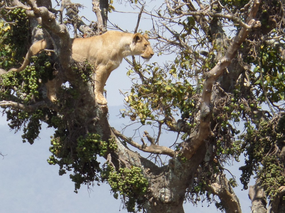 Lion in tree