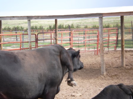5 legged bull prairie dog town Gina Schreck